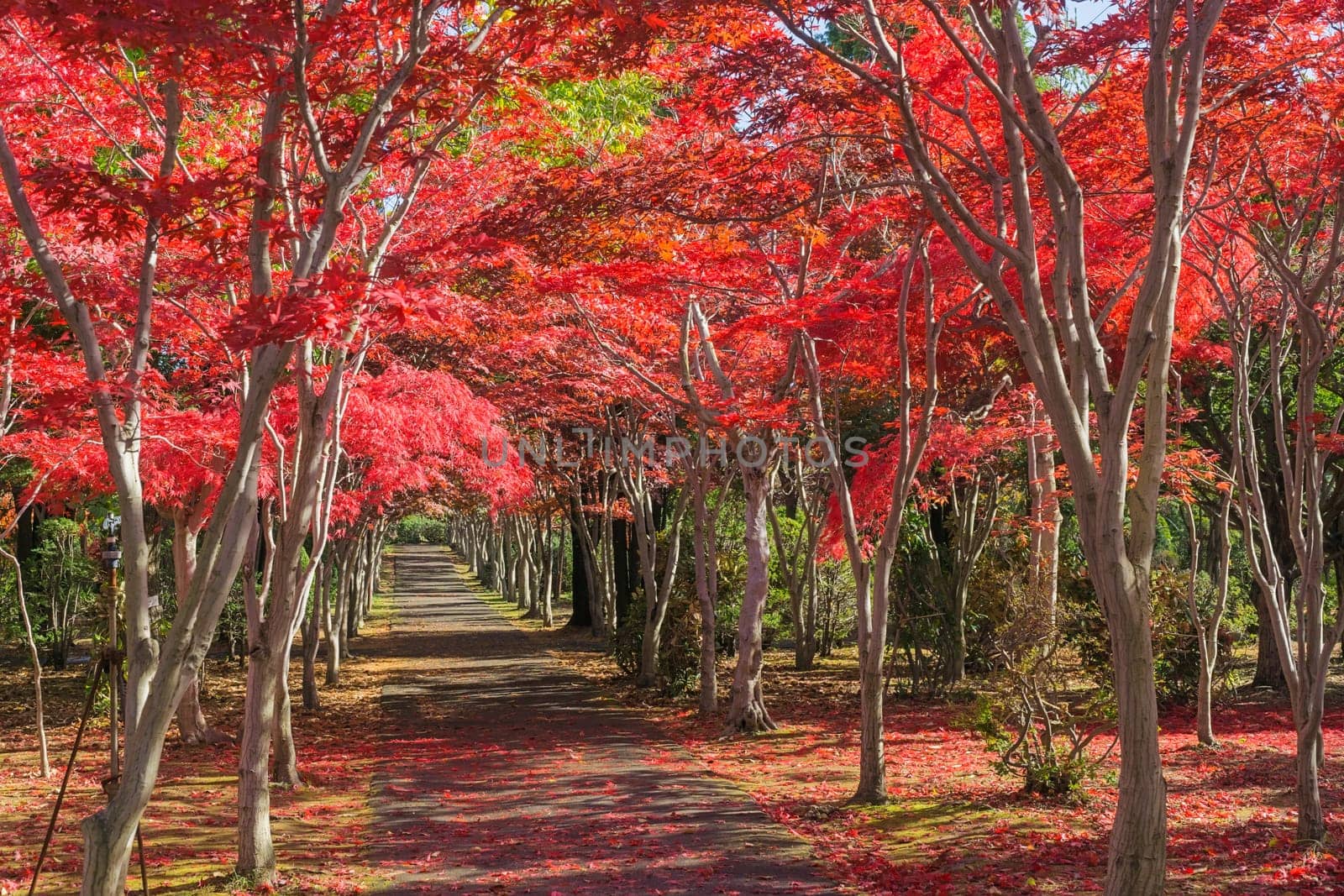 This photo was shot from Hiraoka Tree Art Center in Sapporo, Hokkaido, Japan. All trees change color from green to red in autumn before coming winter. This place is one of popular for tourist attraction in Sapporo.