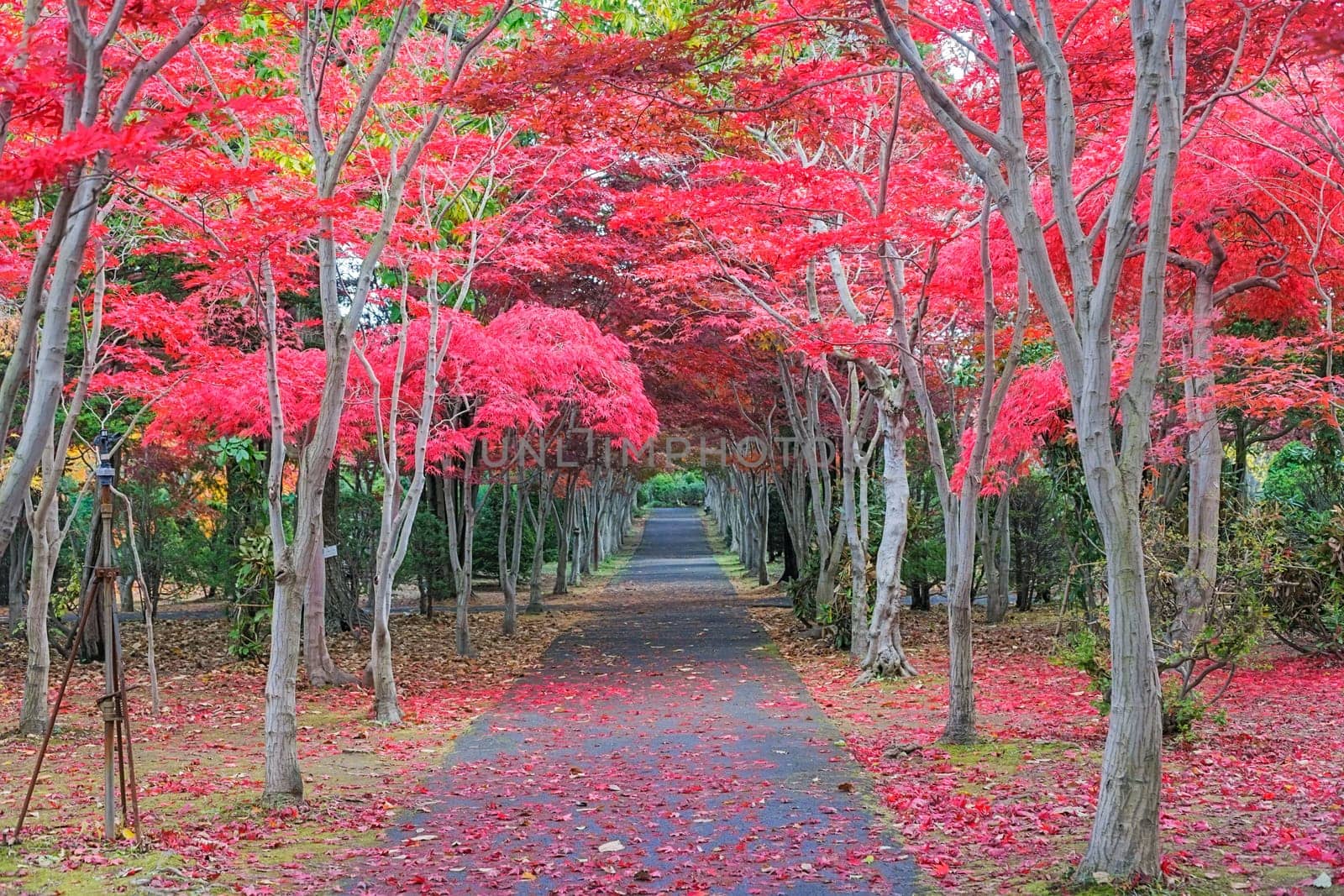 This photo was shot from Hiraoka Tree Art Center in Sapporo, Hokkaido, Japan. All trees change color from green to red in autumn before coming winter. This place is one of popular for tourist attraction in Sapporo.