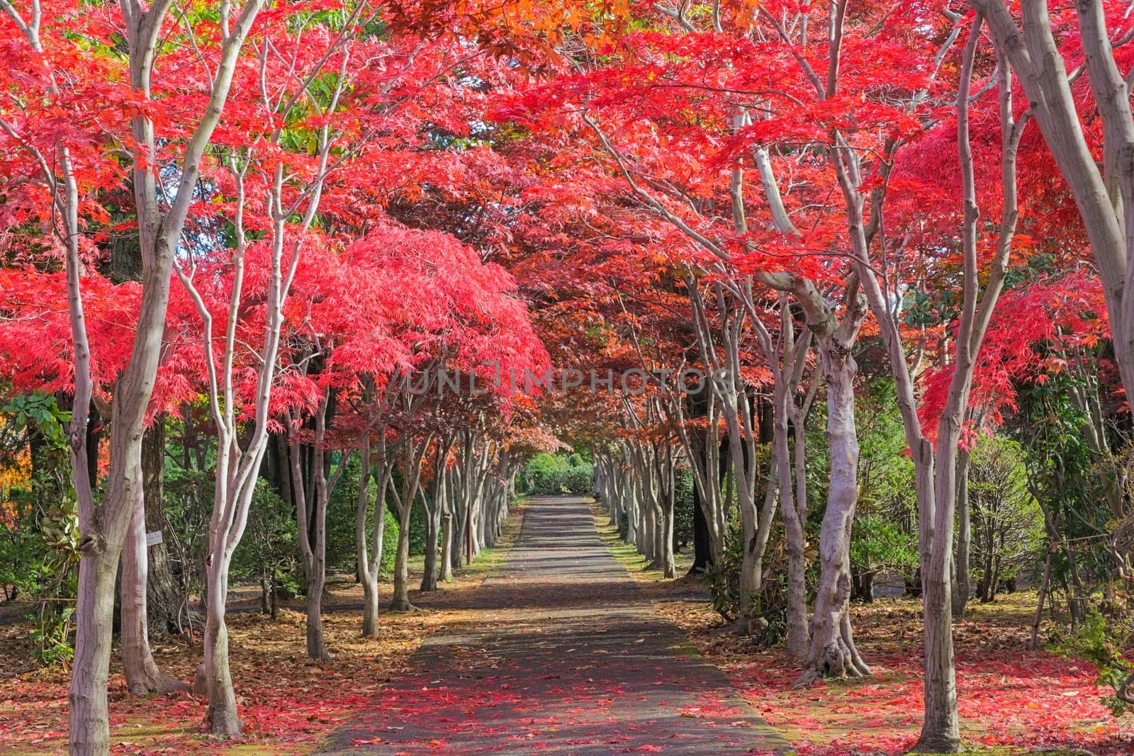 This photo was shot from Hiraoka Tree Art Center in Sapporo, Hokkaido, Japan. All trees change color from green to red in autumn before coming winter. This place is one of popular for tourist attraction in Sapporo.
