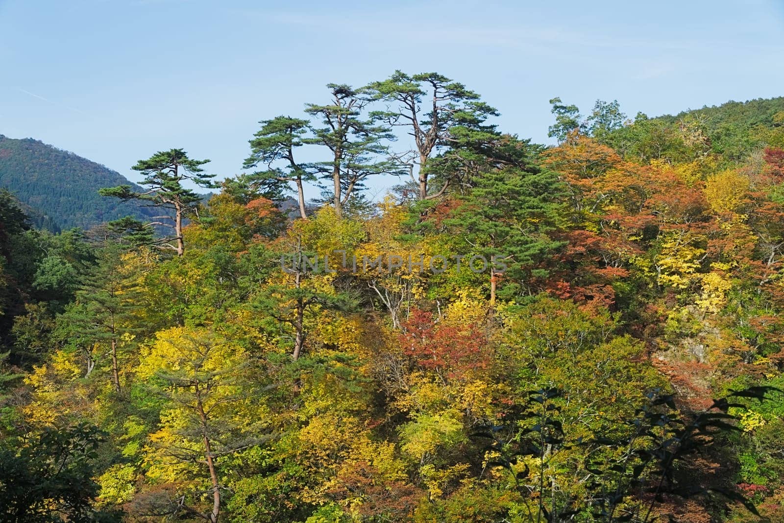 Naruko Gorge is one of the Tohoku Region's most scenic gorges. It is located in north-western Miyagi Prefecture, about 70 kilometers from Sendai. Every year around late October to early November, the gorge transforms into one of the region's most popular autumn color.