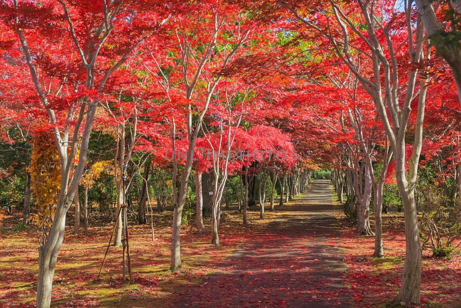 This photo was shot from Hiraoka Tree Art Center in Sapporo, Hokkaido, Japan. All trees change color from green to red in autumn before coming winter. This place is one of popular for tourist attraction in Sapporo.