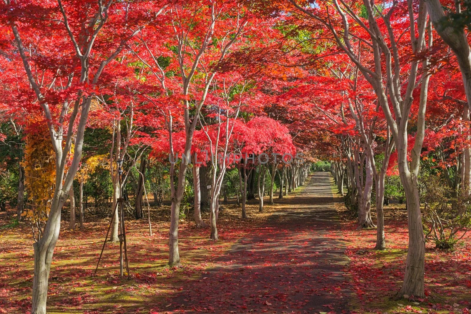 This photo was shot from Hiraoka Tree Art Center in Sapporo, Hokkaido, Japan. All trees change color from green to red in autumn before coming winter. This place is one of popular for tourist attraction in Sapporo.