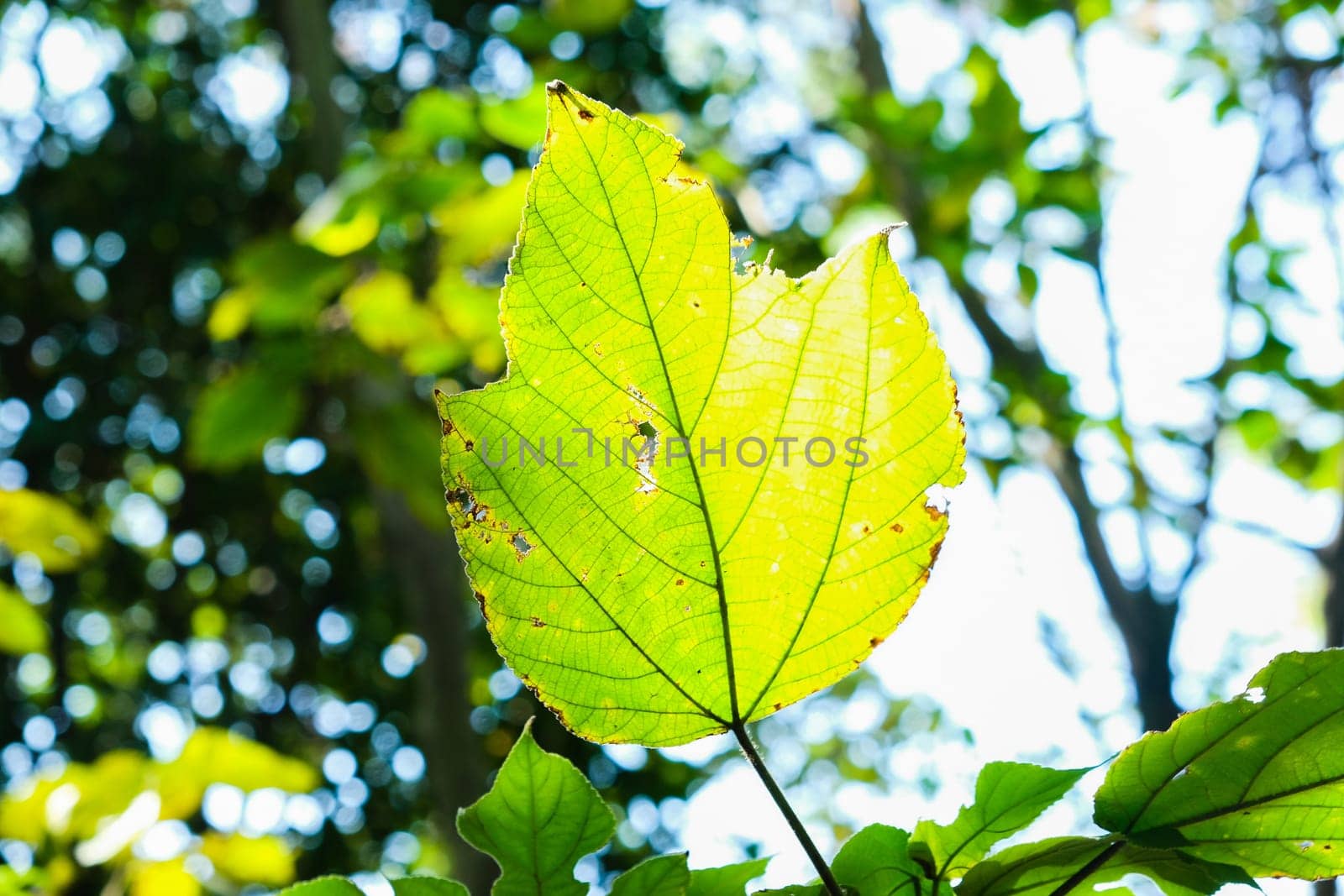 Green and Yellow Leaves Leaf Sunny Forest WIlderness Nature