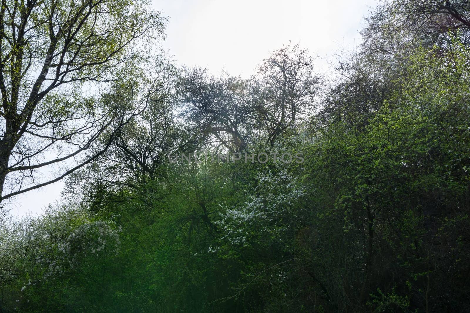 Forest Path Foliage Bright Beautiful Day Outdoors Wildlife Park Destination Green Lush