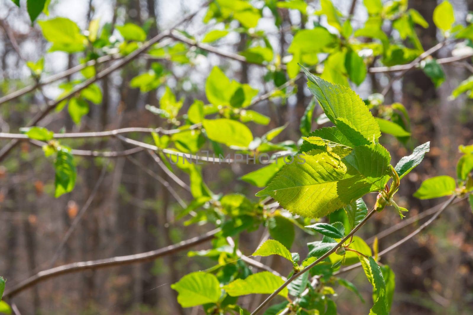 Forest Path Foliage Bright Beautiful Day Outdoors Wildlife Park Destination Green Lush