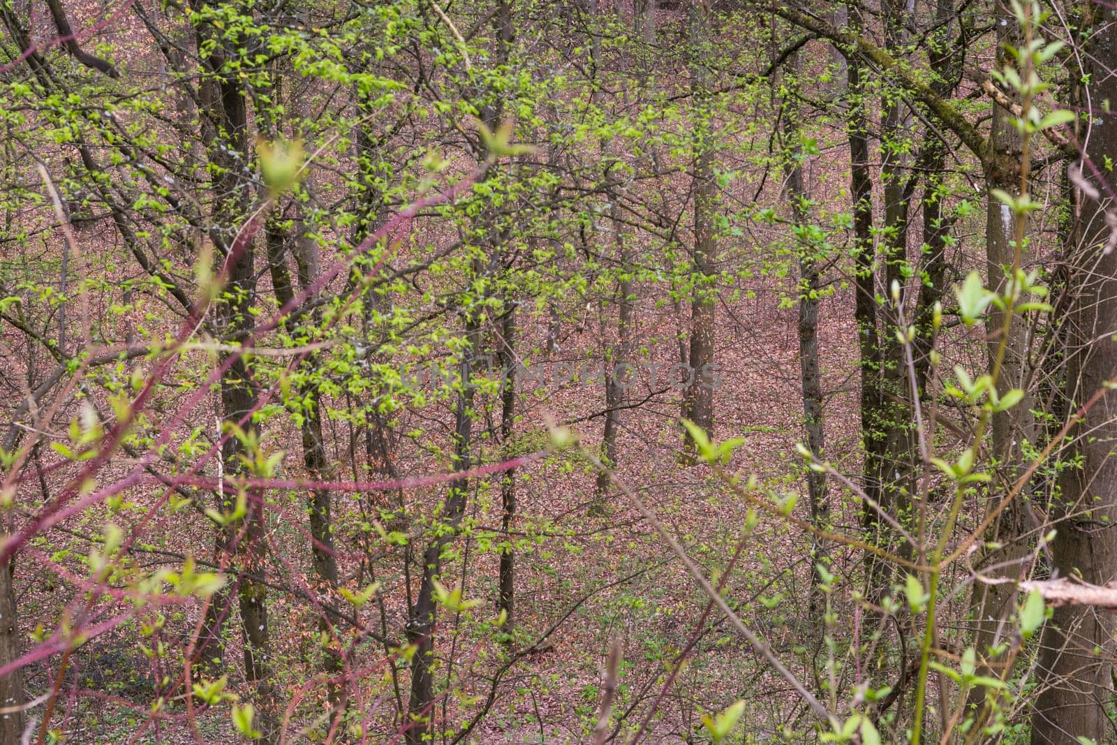Forest Path Foliage Bright Beautiful Day Outdoors Wildlife Park Destination Green Lush