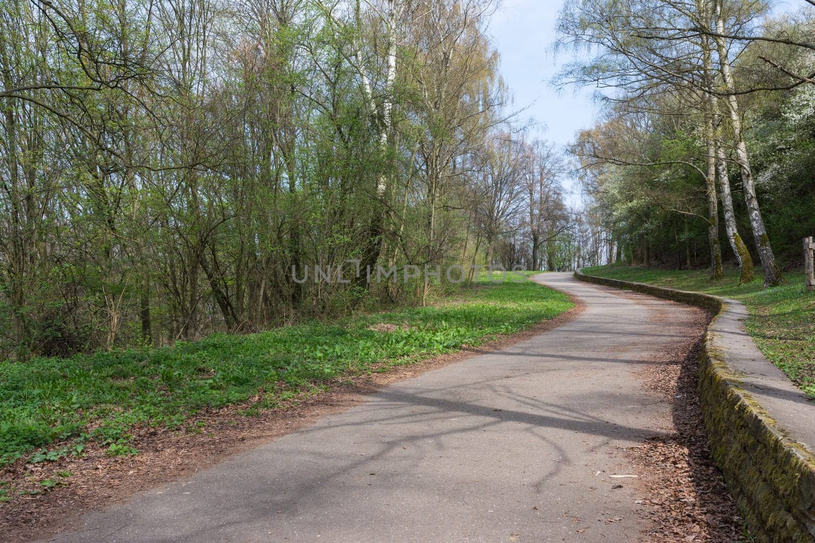 Forest Path Foliage Bright Beautiful Day Outdoors Wildlife Park Destination Green Lush