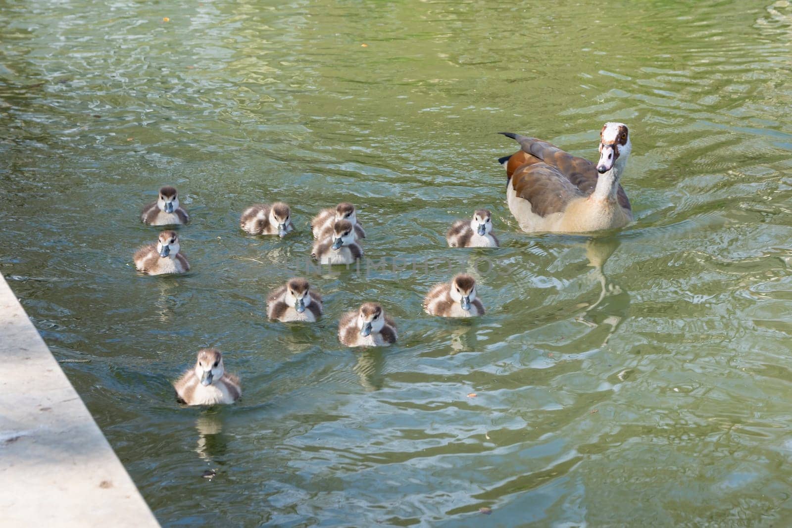 Group of Ducklings Following Mother Pond Local Small Cute Bright Birds Wildlife Brown White