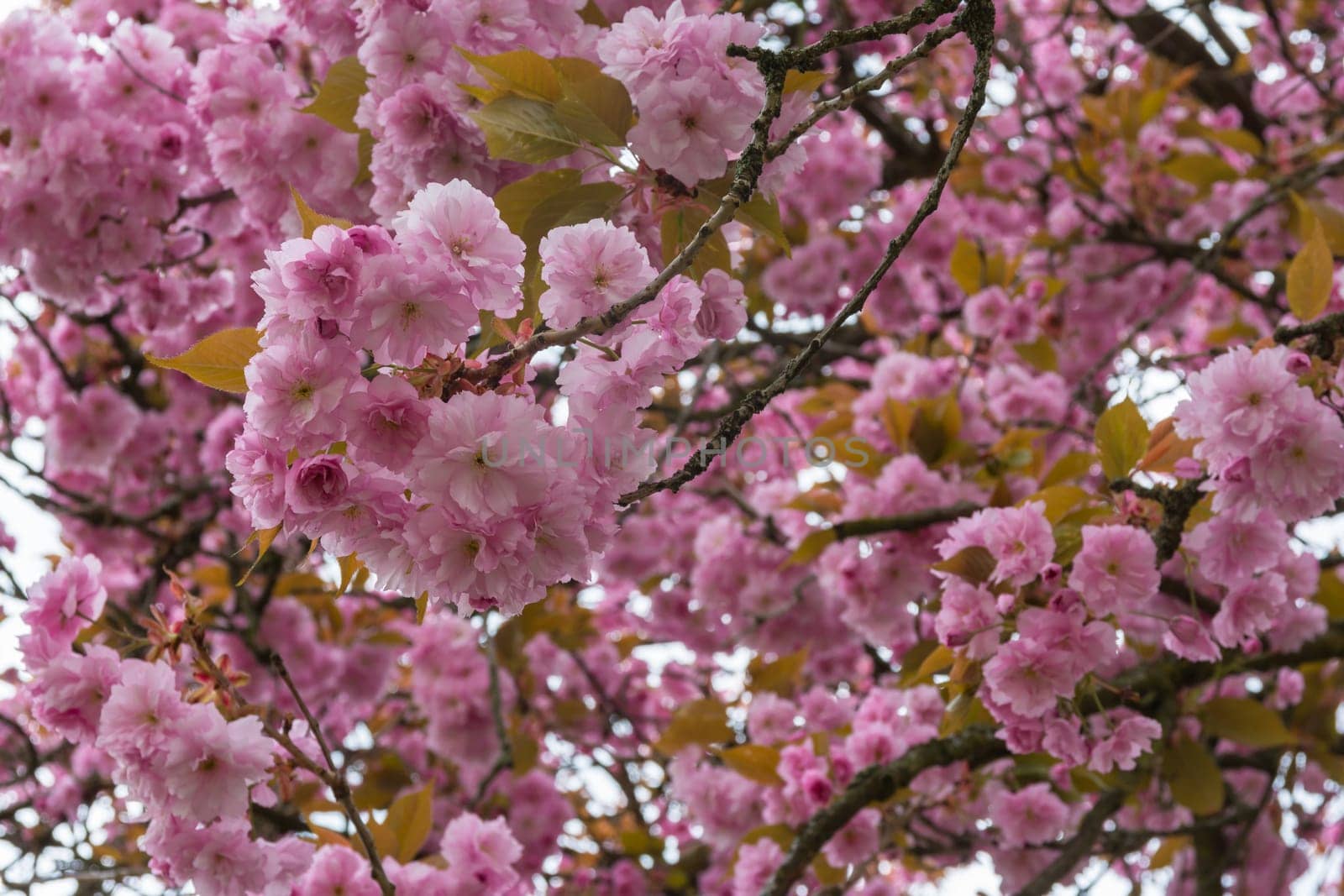 Beautiful Spring Flowers Outdoors Pink Whiet Small Dense