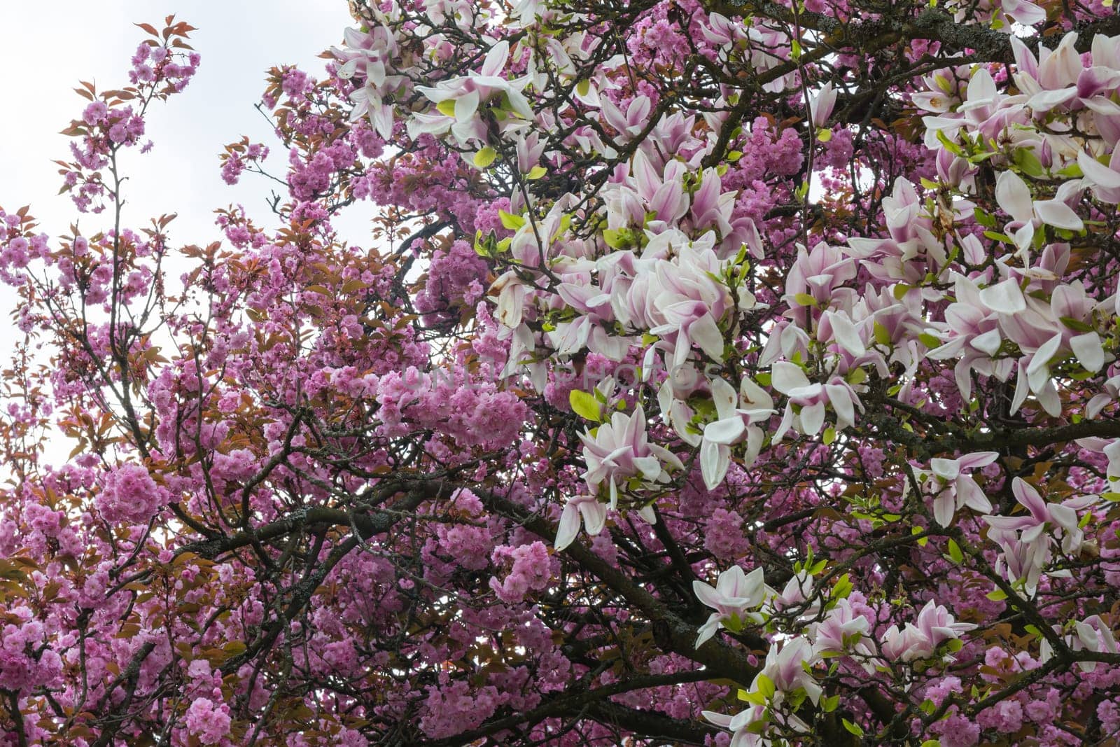 Beautiful Spring Flowers Outdoors Magnolias White Pink