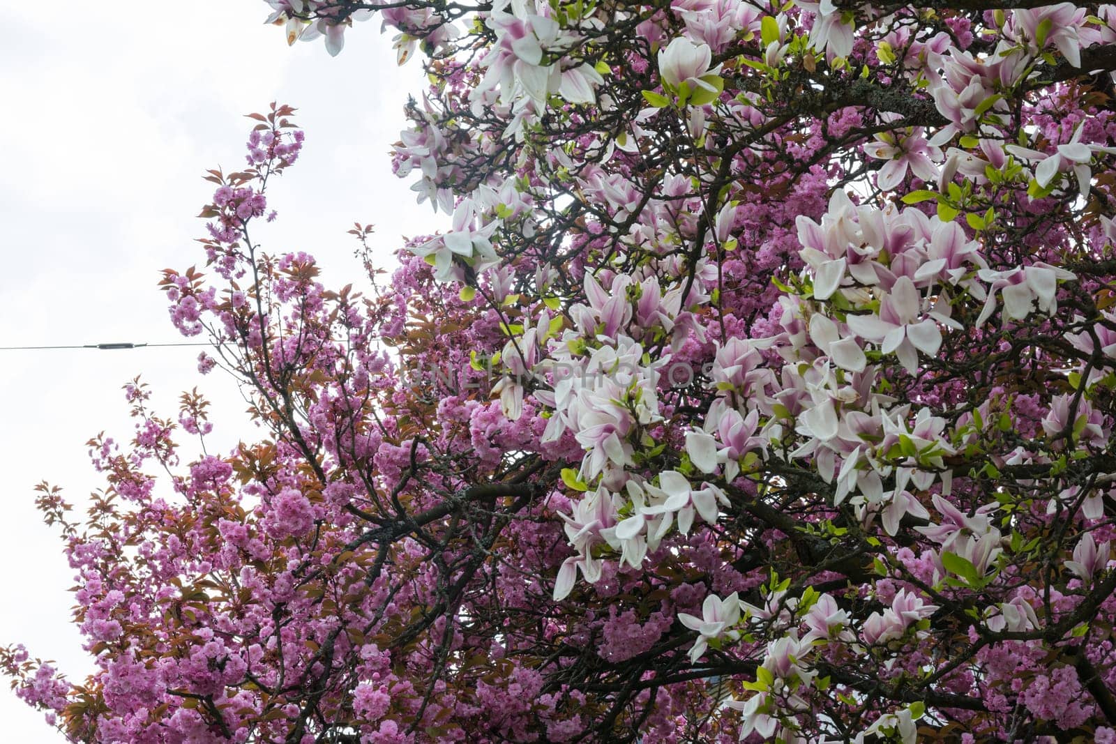Beautiful Spring Flowers Outdoors Magnolias White Pink