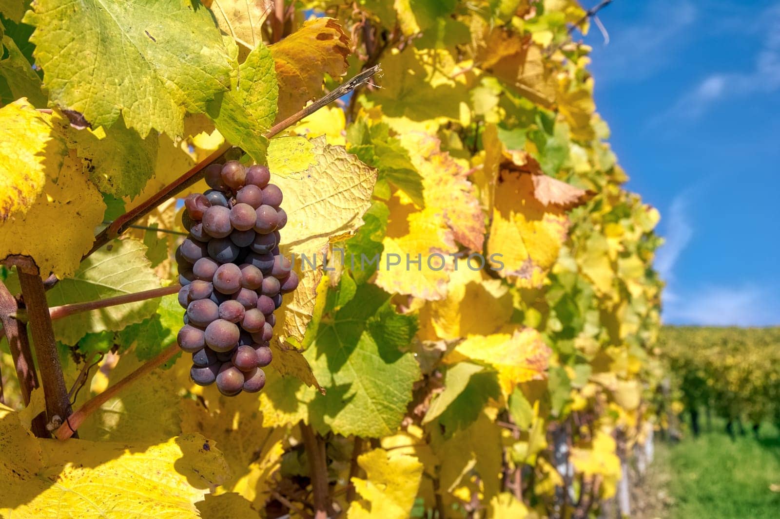 Grapes Fruits Closeup Vineyard Fall Leaves Autumn Farming Agriculture Wine Plants Outdoors Daytime
