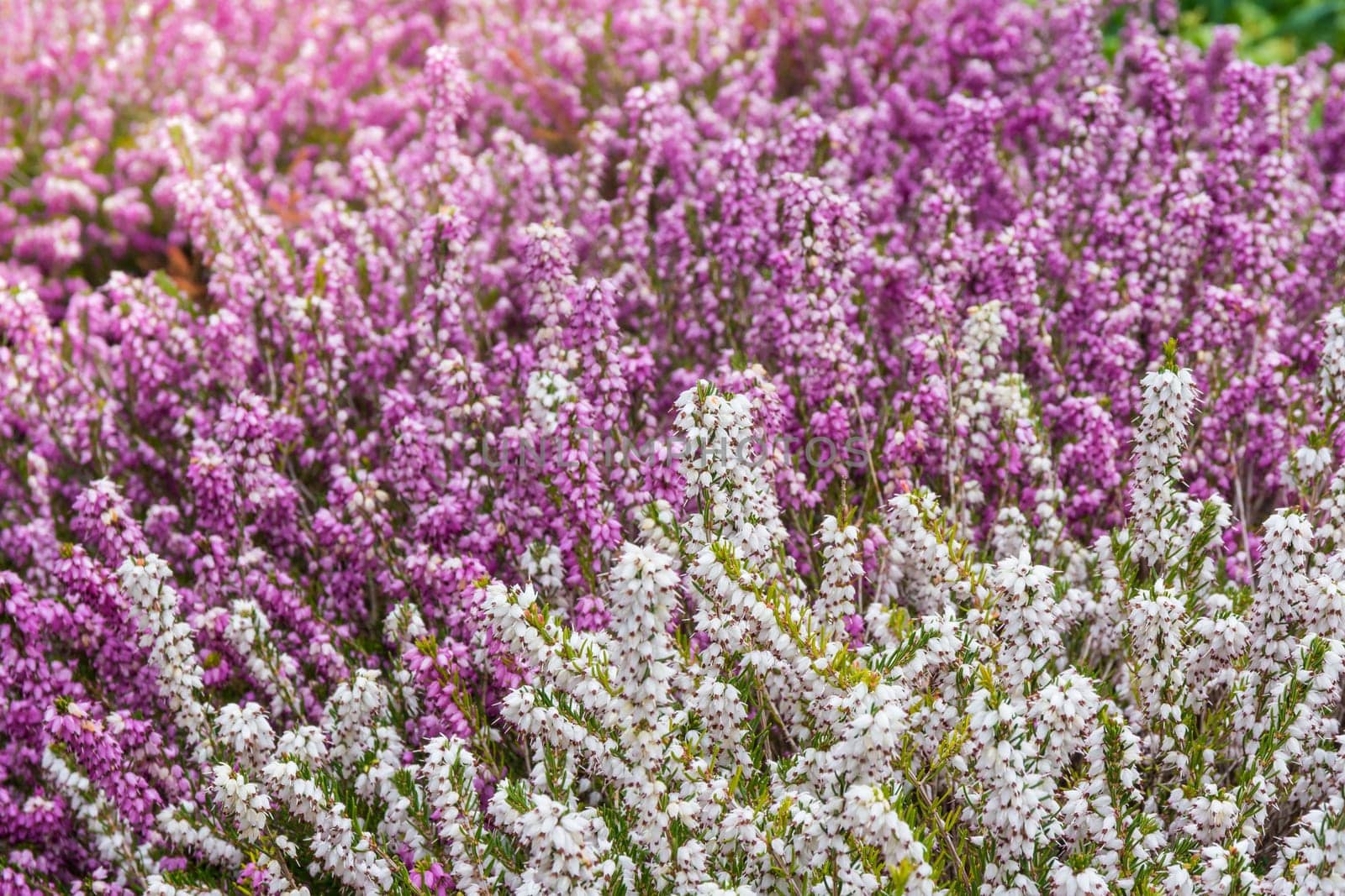Beautiful Spring Flowers Outdoors Pink Whiet Small Dense