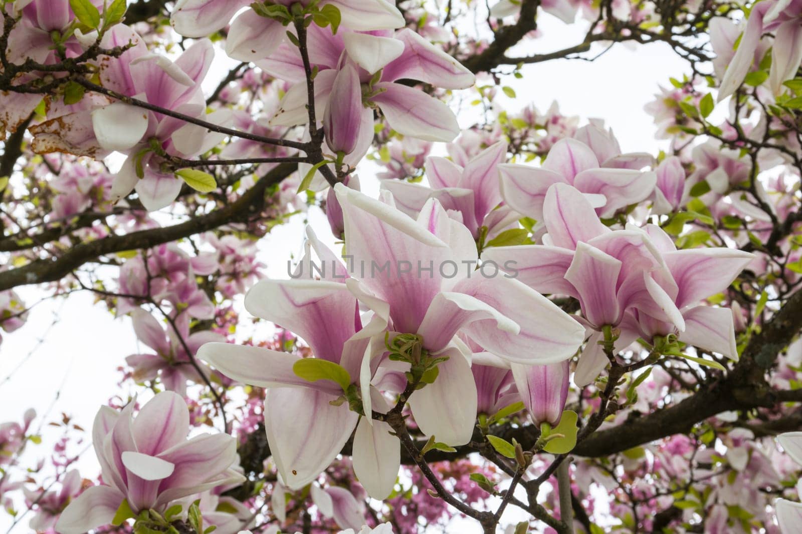 Beautiful Spring Flowers Outdoors Magnolias White Pink