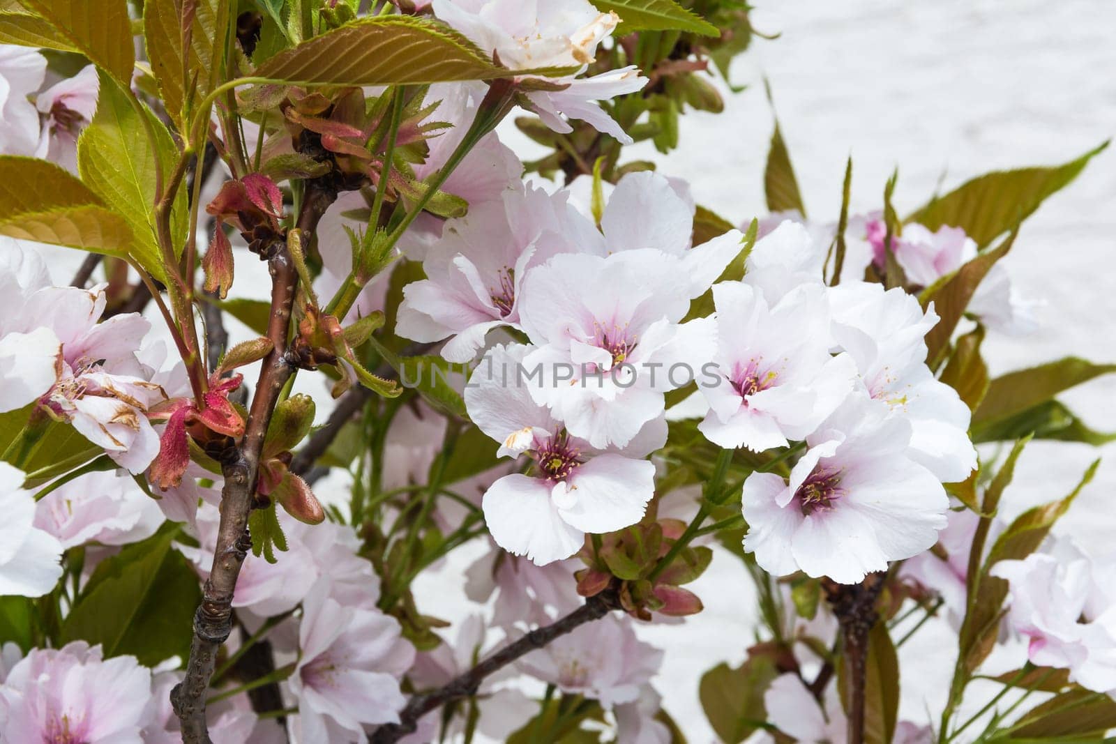 Beautiful Spring Flowers Outdoors Pink Whiet Small Dense