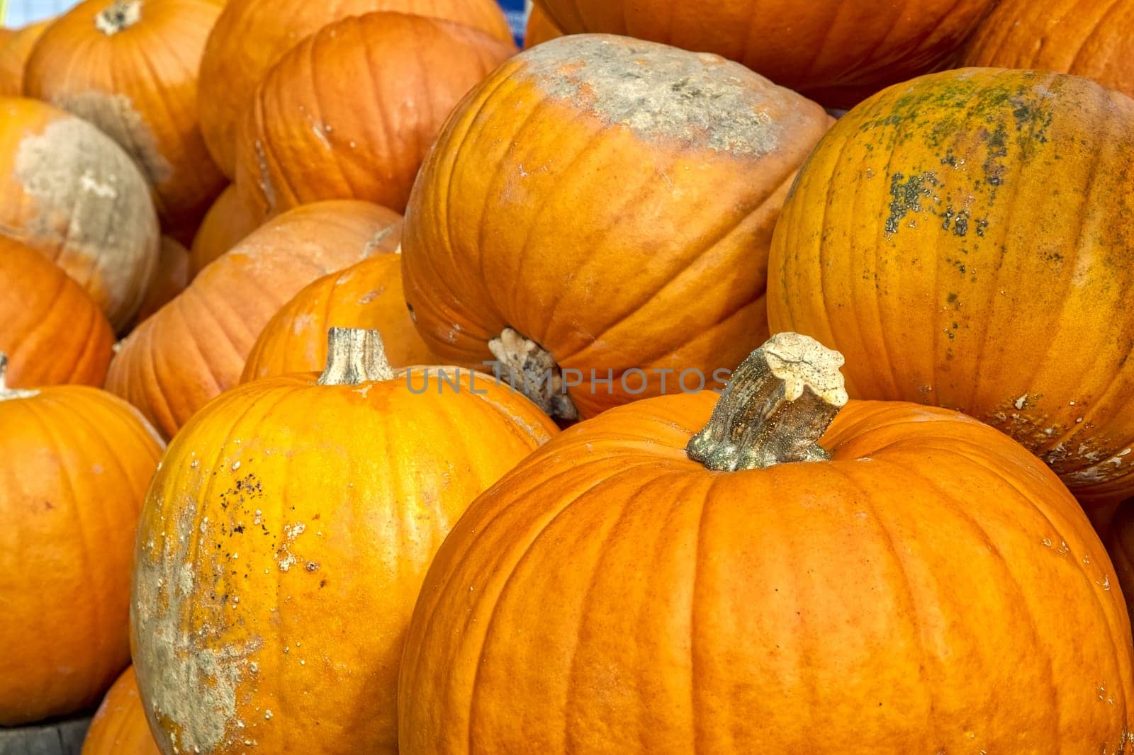 Pumpkins Closeup Many Group Multiple Background Texture Orange Halloween Autumn Fall Season Fresh