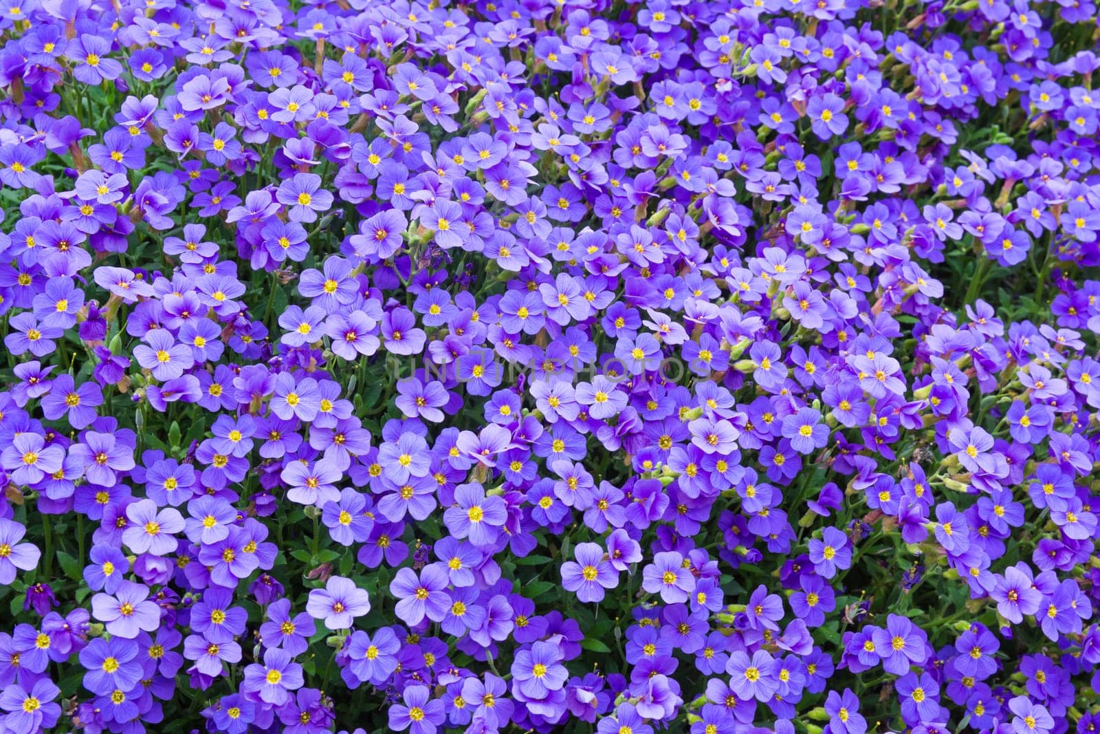 Beautiful Spring Flowers Outdoors Purple