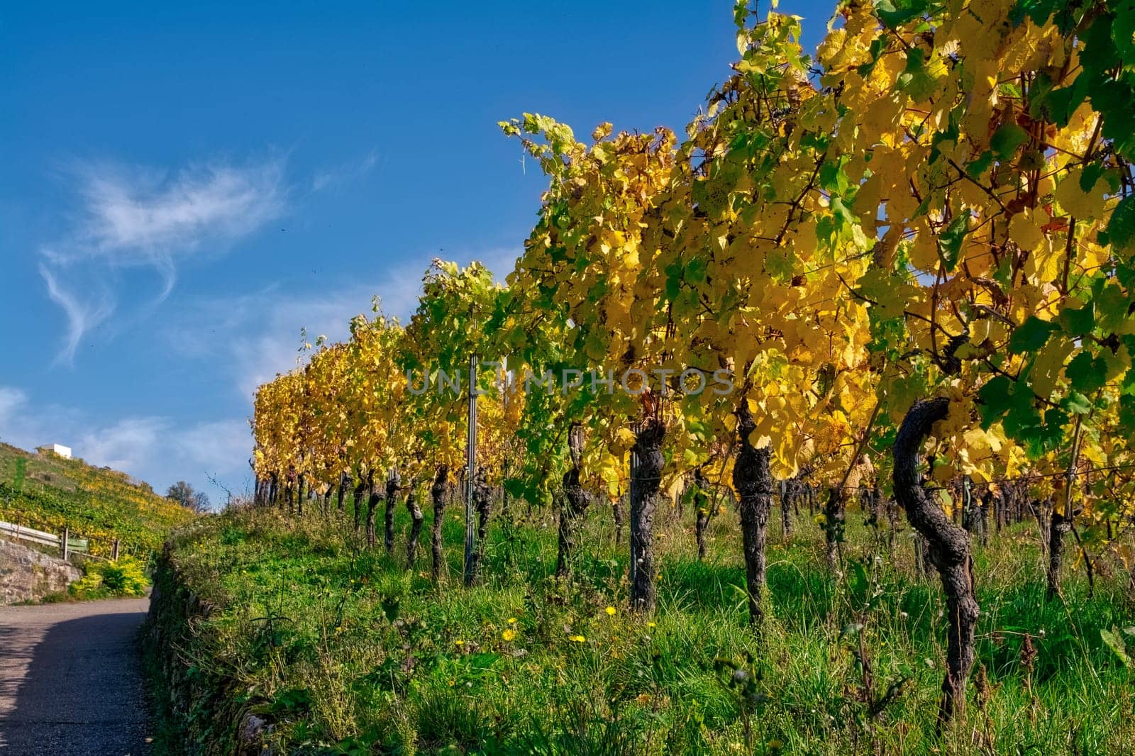 Vineyard Rows Wine Outdoors Daytime Changing Seasons Fall Autumn Leaves Colorful Farming Agriculture Warm Colors