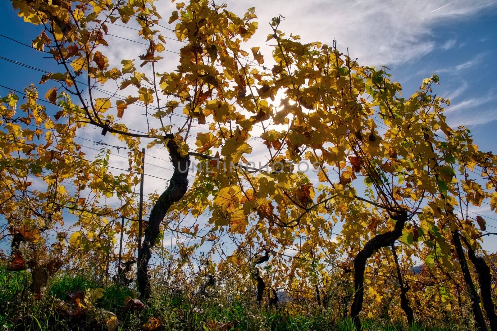 Vineyard Rows Wine Outdoors Daytime Changing Seasons Fall Autumn Leaves Colorful Farming Agriculture Warm Colors