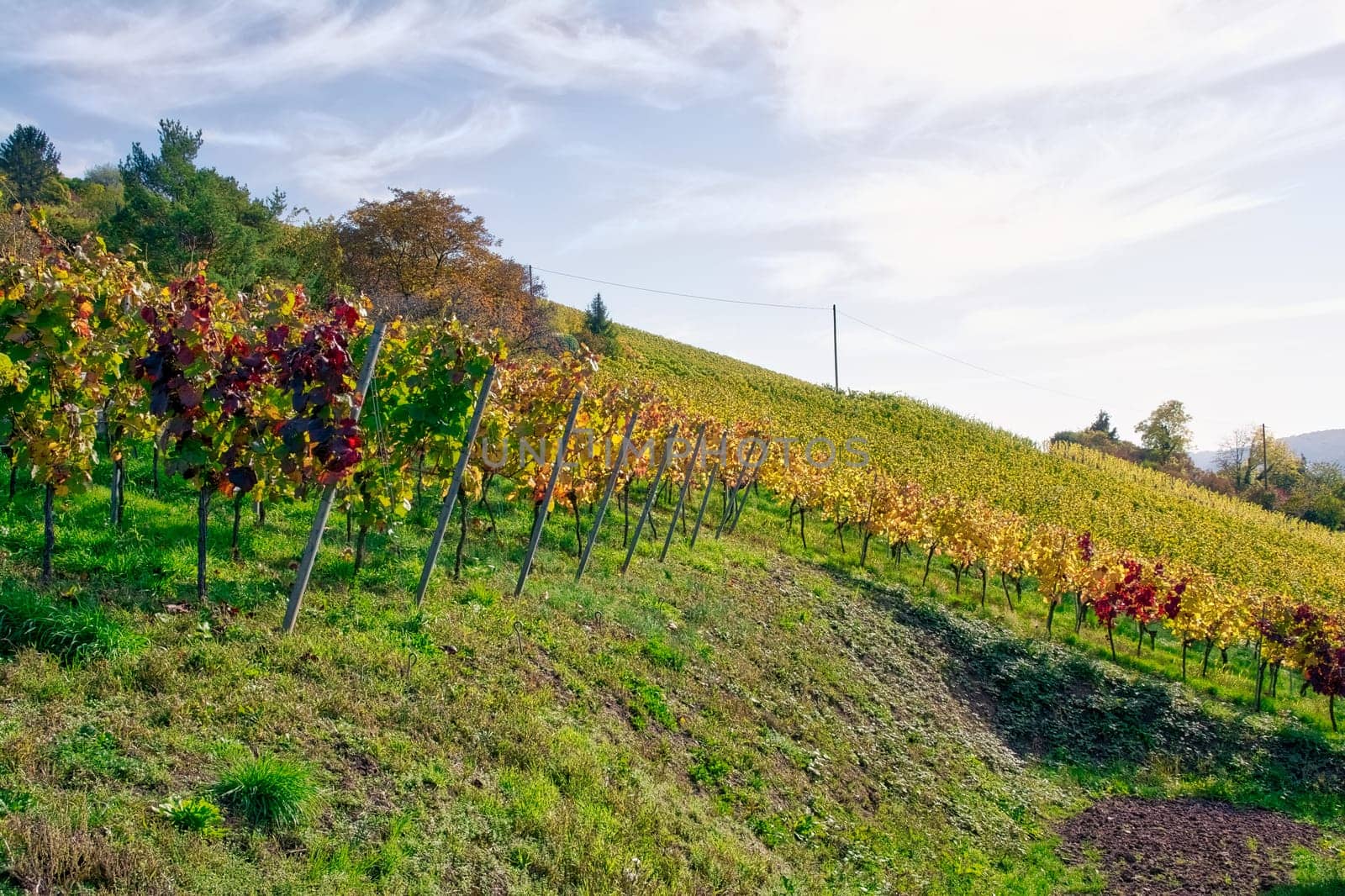 Vineyard Rows Wine Outdoors Daytime Changing Seasons Fall Autumn Leaves Colorful Farming Agriculture Warm Colors