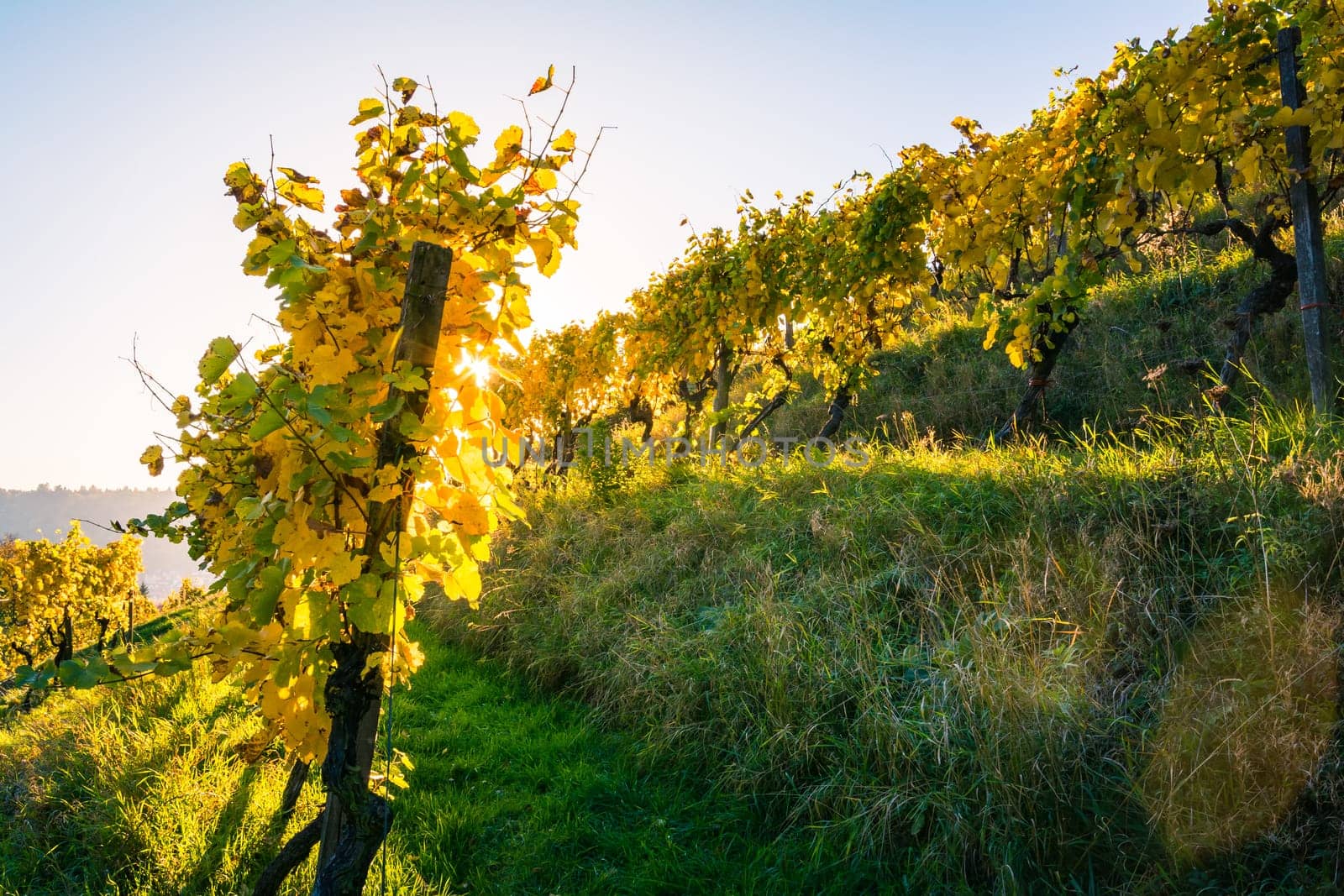Vineyard Rows Wine Outdoors Daytime Changing Seasons Fall Autumn Leaves Colorful Farming Agriculture Warm Colors