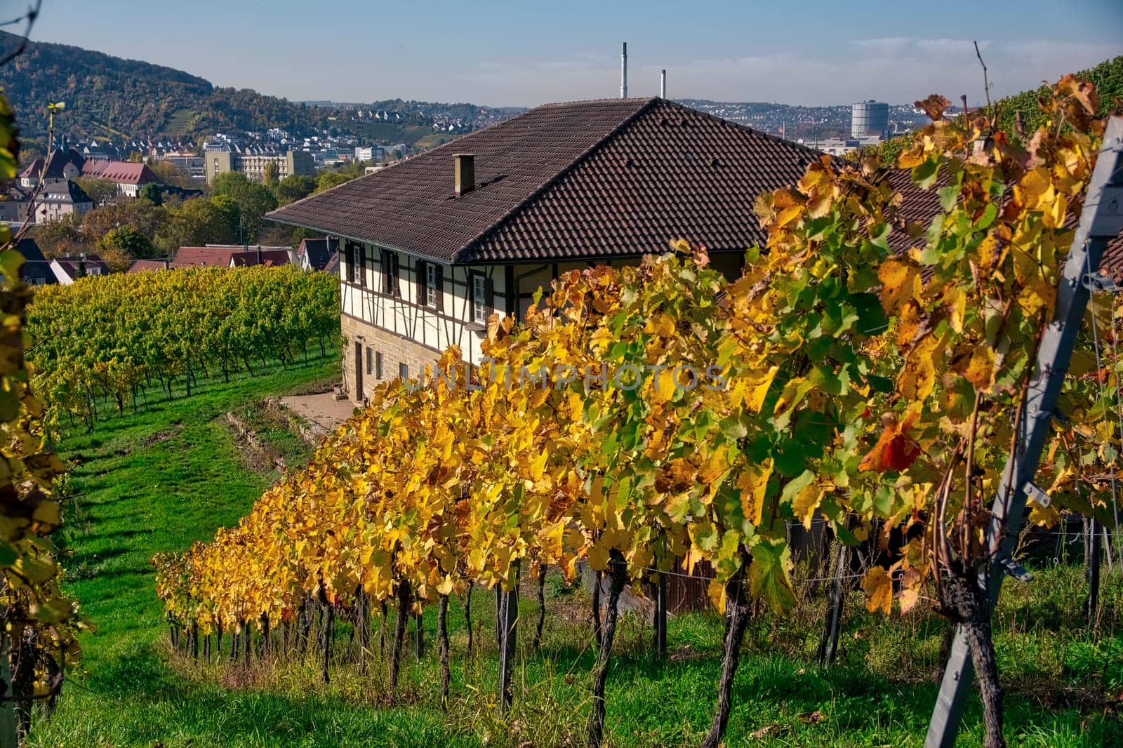 Vineyard Rows Wine Outdoors Daytime Changing Seasons Fall Autumn Leaves Colorful Farming Agriculture Warm Colors