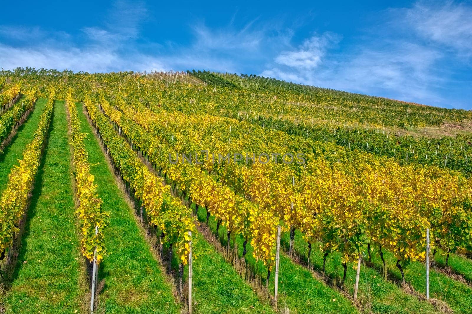Vineyard Rows Wine Outdoors Daytime Changing Seasons Fall Autumn Leaves Colorful Farming Agriculture Warm Colors