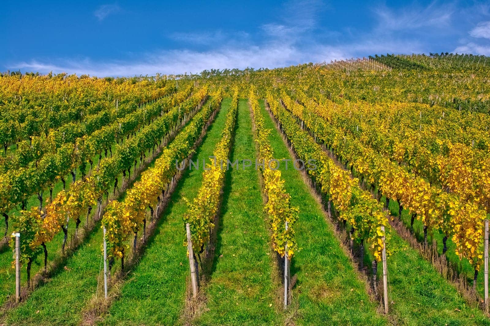 Vineyard Rows Wine Outdoors Daytime Changing Seasons Fall Autumn Leaves Colorful Farming Agriculture Warm Colors