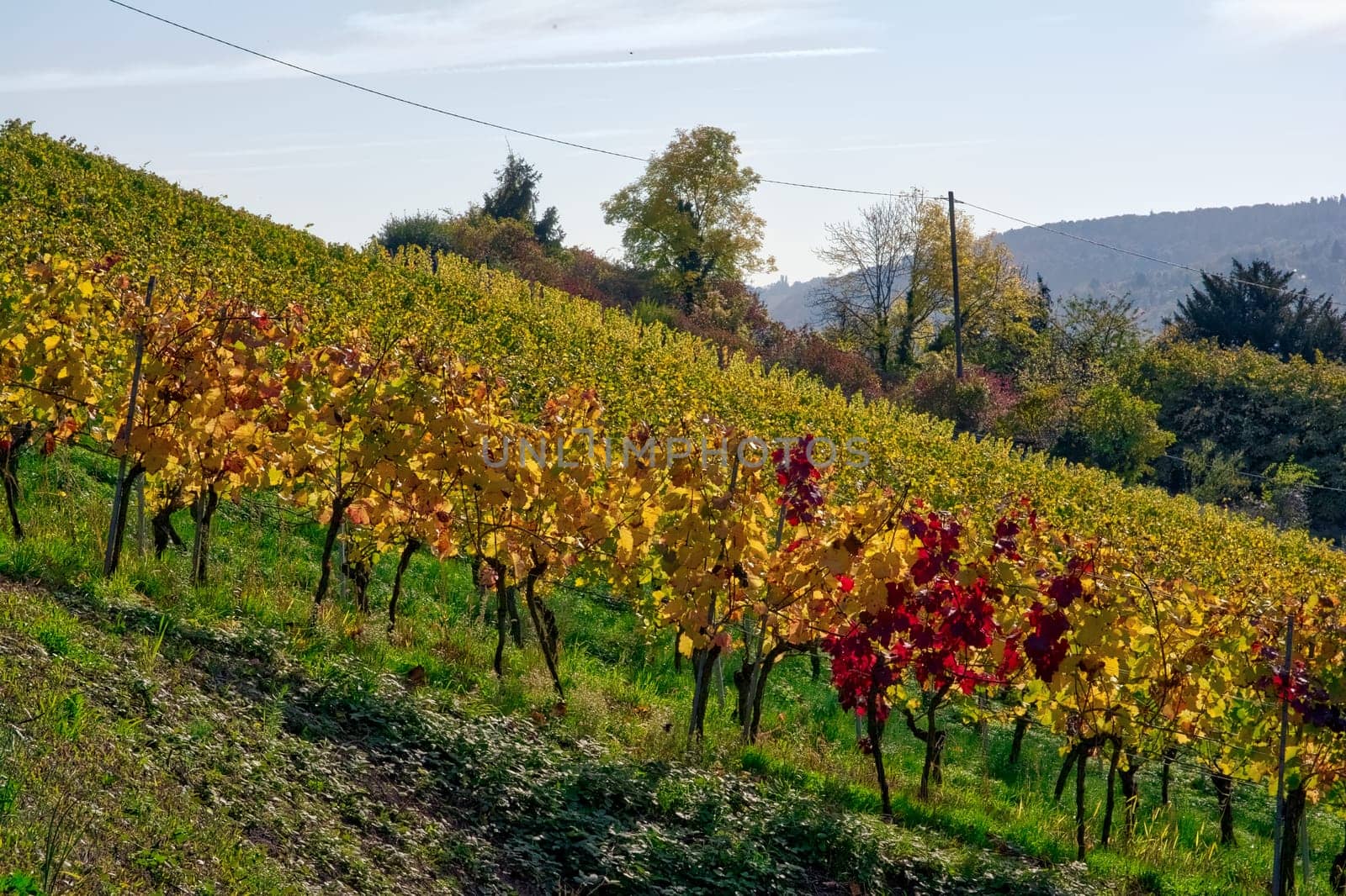 Vineyard Rows Wine Outdoors Daytime Changing Seasons Fall Autumn Leaves Colorful Farming Agriculture Warm Colors