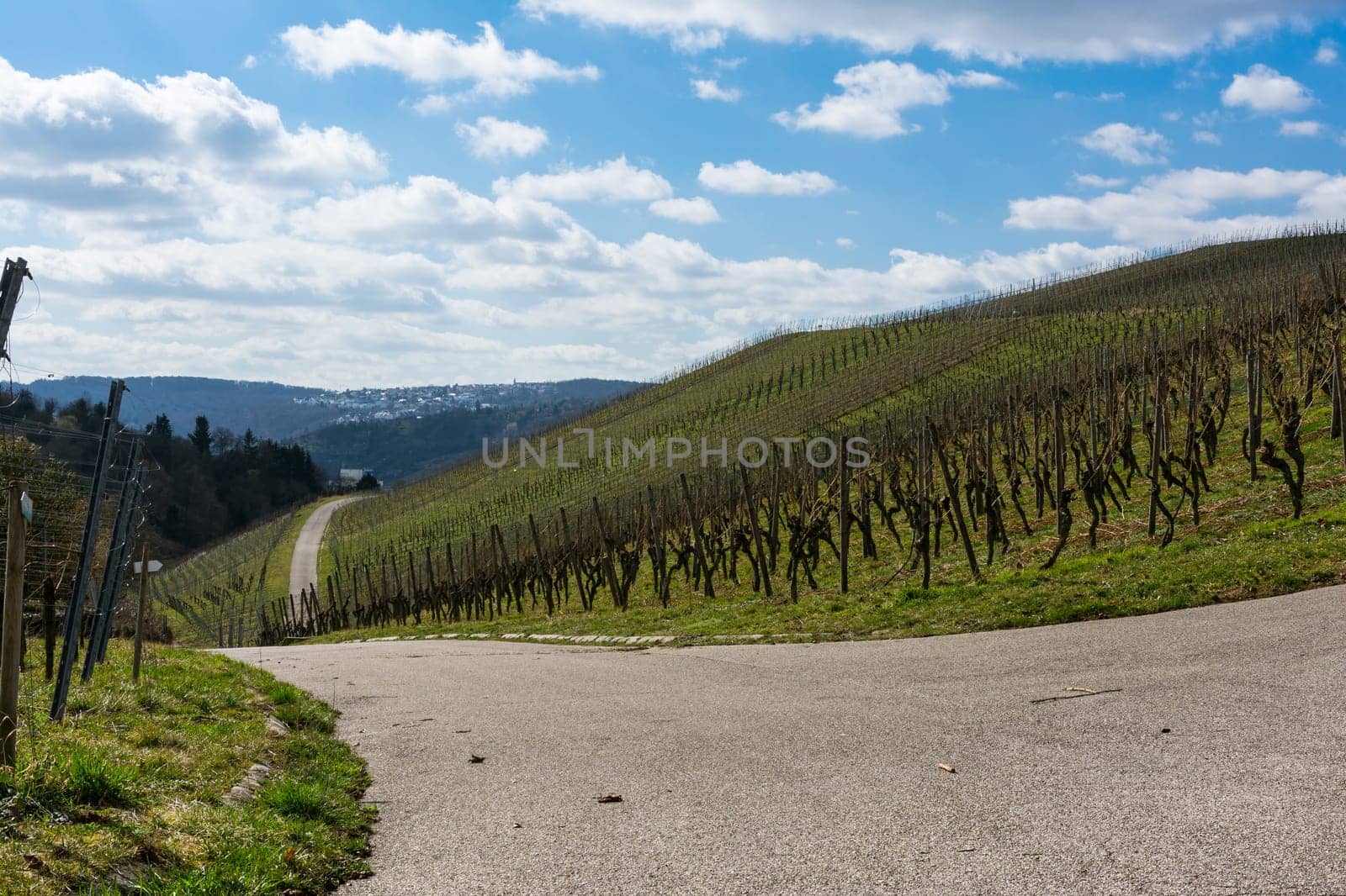 Vineyard Winter Landscape Empty Green Beautiful Blue Skies Warm Weather Spring Grass Preparing