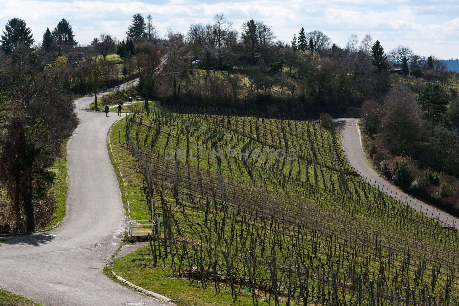 Vineyard Winter Landscape Empty Green Beautiful Blue Skies Warm Weather Spring Grass Preparing
