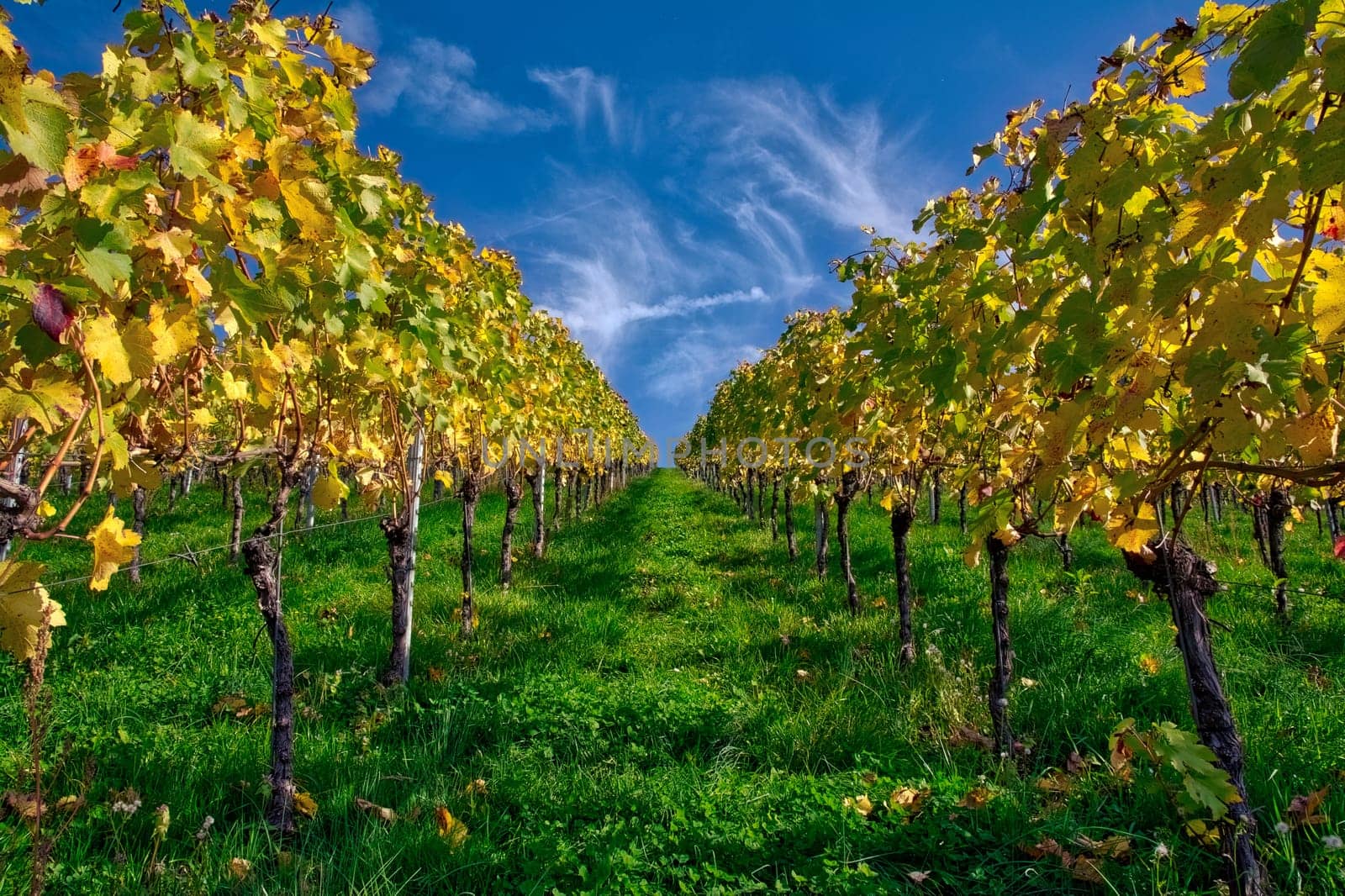Vineyard Rows Wine Outdoors Daytime Changing Seasons Fall Autumn Leaves Colorful Farming Agriculture Warm Colors