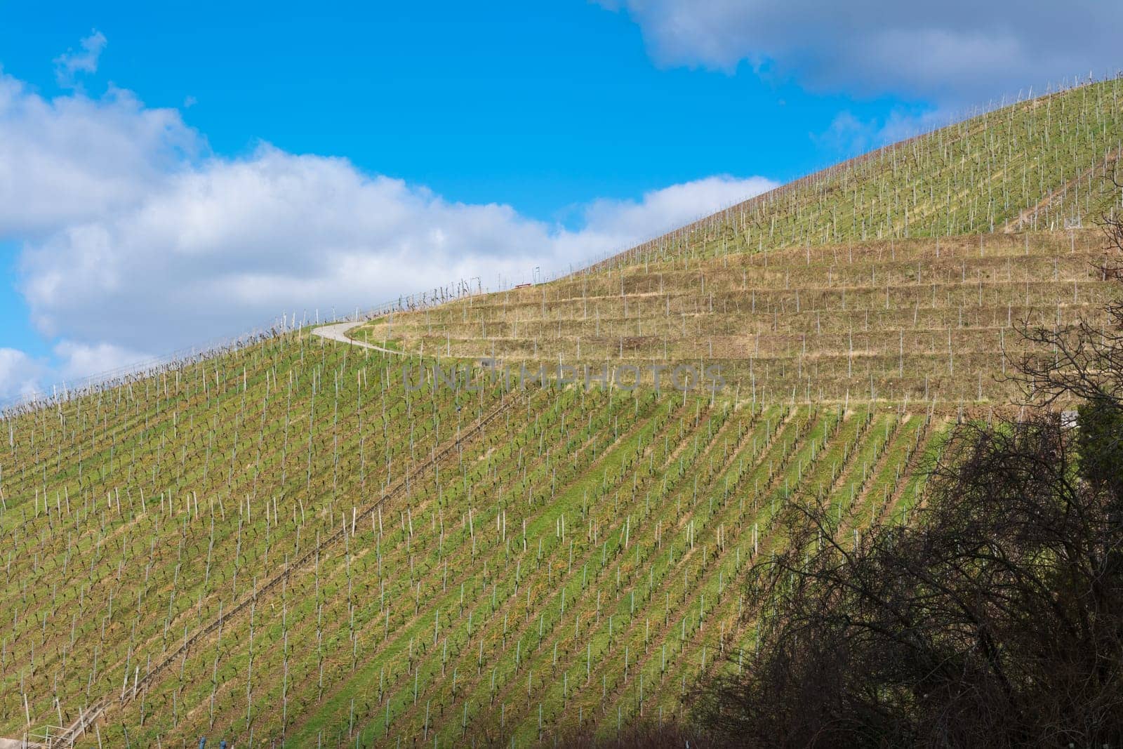 Vineyard Winter Landscape Empty Green Beautiful Blue Skies Warm Weather Spring Grass Preparing