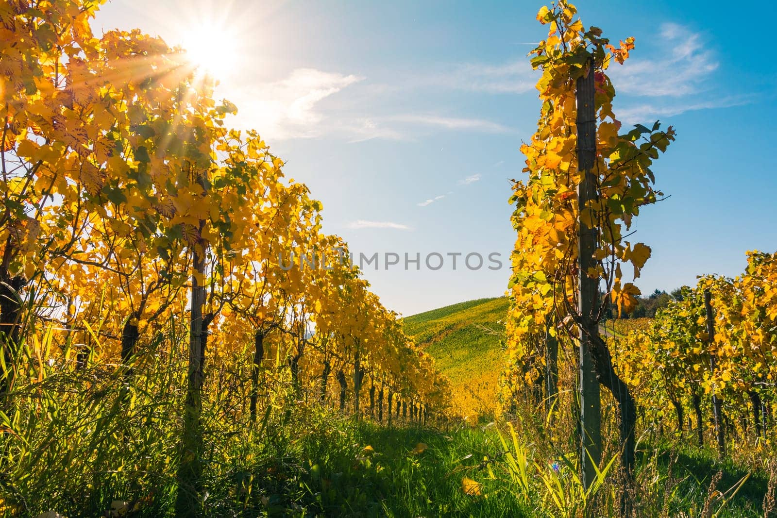 Vineyard Rows Wine Outdoors Daytime Changing Seasons Fall Autumn Leaves Colorful Farming Agriculture Warm Colors