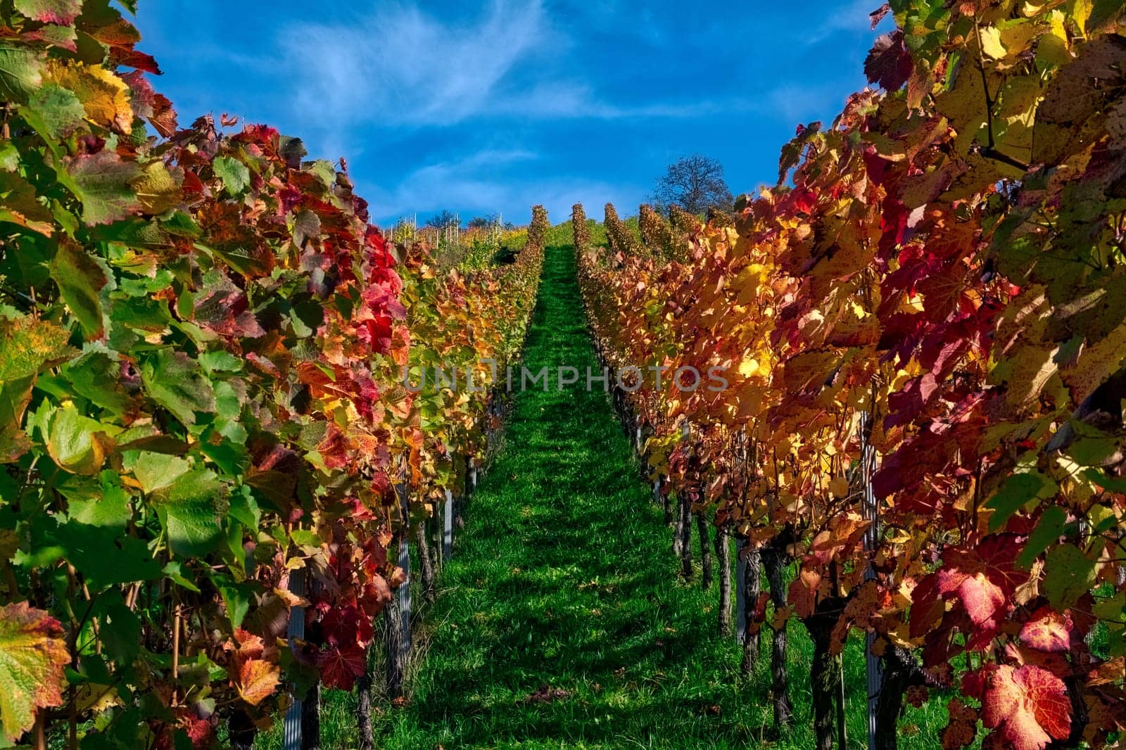 Vineyard Rows Wine Outdoors Daytime Changing Seasons Fall Autumn Leaves Colorful Farming Agriculture Warm Colors