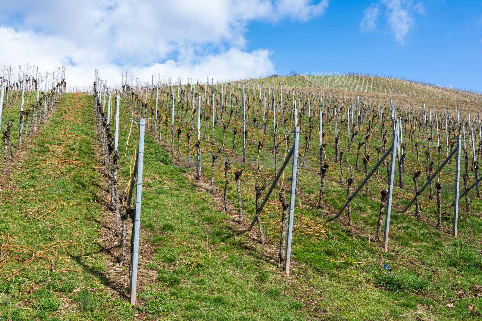 Vineyard Winter Landscape Empty Green Beautiful Blue Skies Warm Weather Spring Grass Preparing
