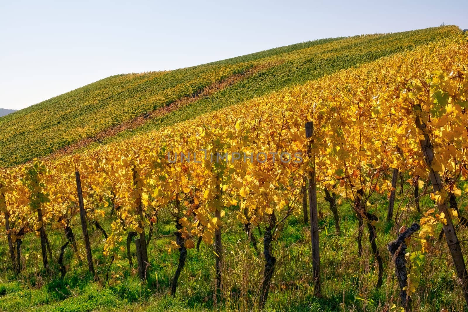 Vineyard Rows Wine Outdoors Daytime Changing Seasons Fall Autumn Leaves Colorful Farming Agriculture Warm Colors