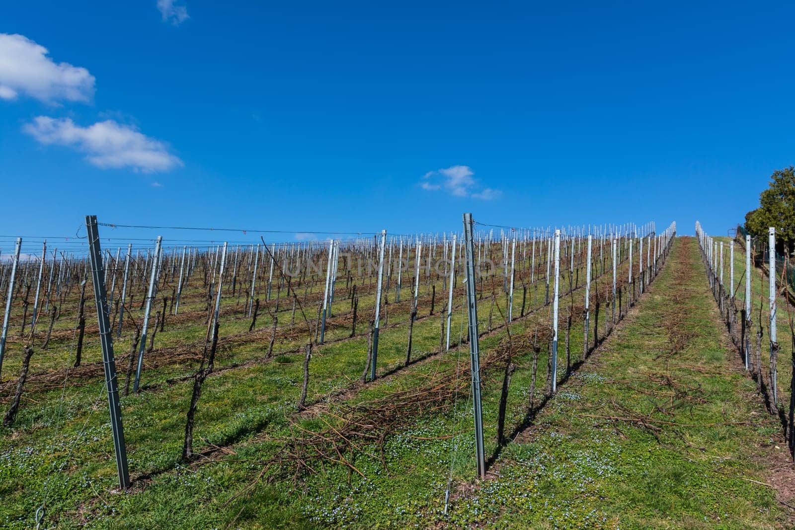 Vineyard Winter Landscape Empty Green Beautiful Blue Skies Warm Weather Spring Grass Preparing