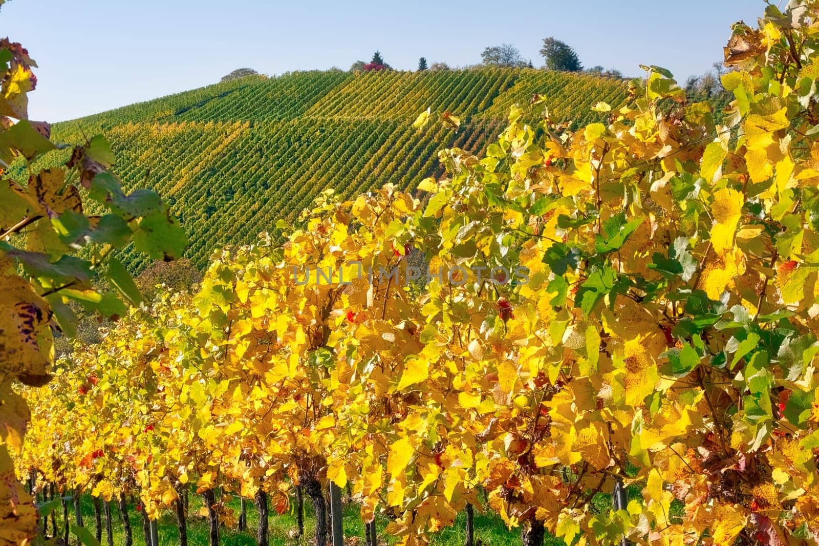 Vineyard Rows Wine Outdoors Daytime Changing Seasons Fall Autumn Leaves Colorful Farming Agriculture Warm Colors