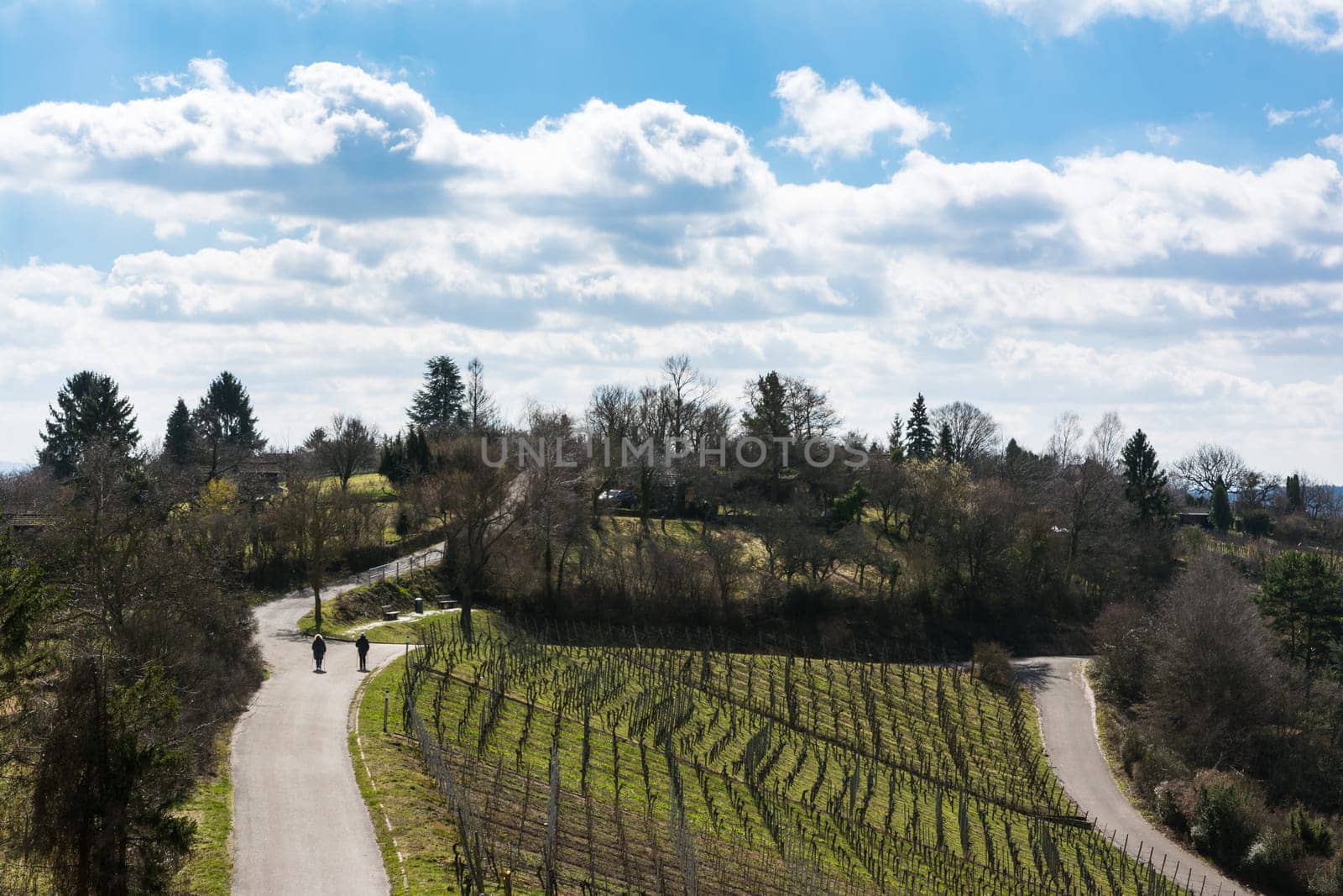 Vineyard Winter Landscape Empty Green Beautiful Blue Skies Warm Weather Spring Grass Preparing