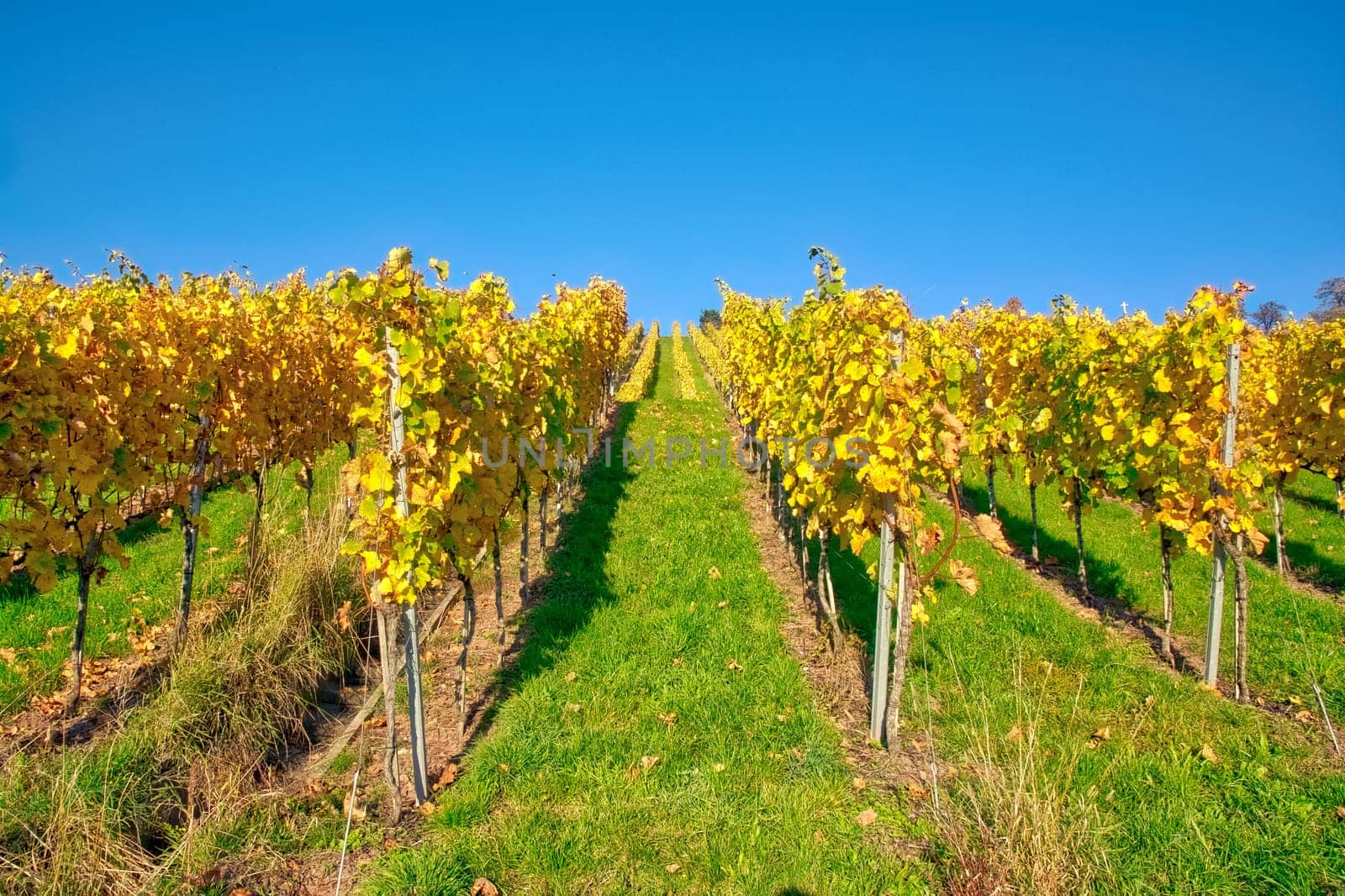 Vineyard Rows Wine Outdoors Daytime Changing Seasons Fall Autumn Leaves Colorful Farming Agriculture Warm Colors
