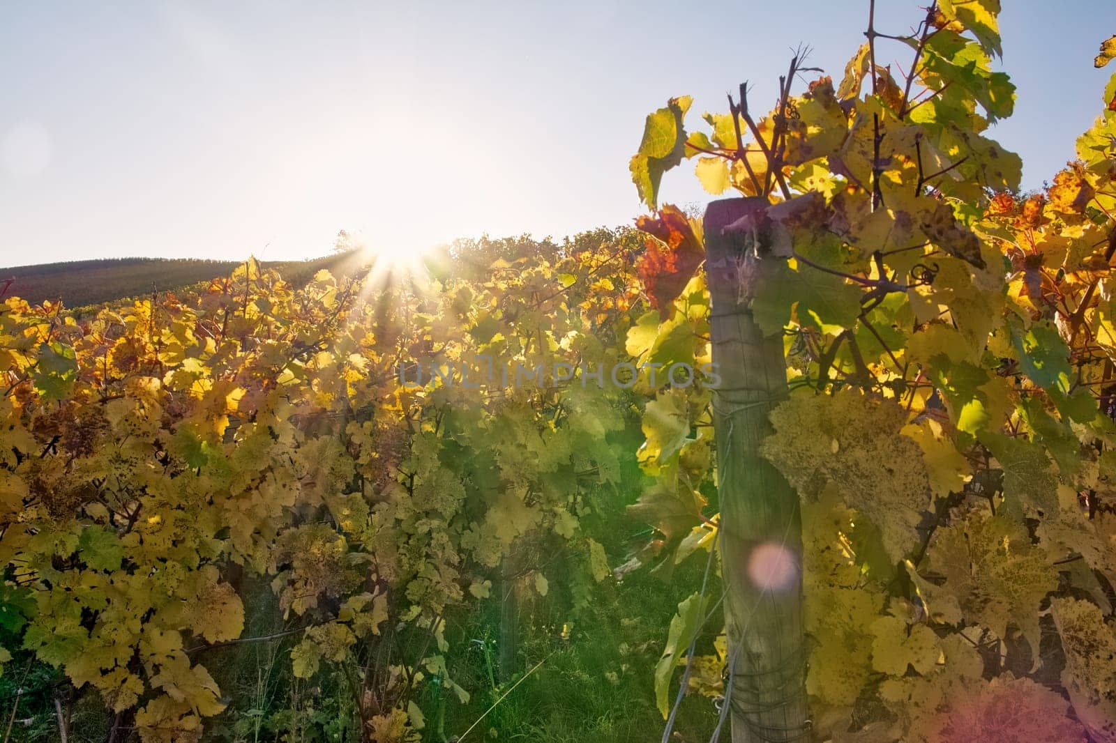 Vineyard Rows Wine Outdoors Daytime Changing Seasons Fall Autumn Leaves Colorful Farming Agriculture Warm Colors