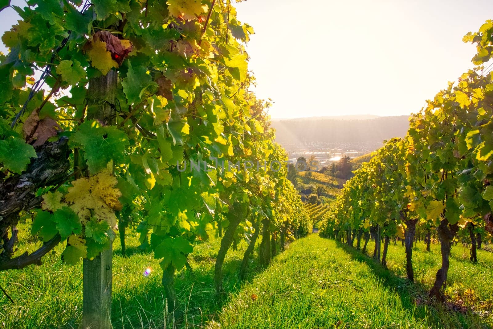 Vineyard Rows Wine Outdoors Daytime Changing Seasons Fall Autumn Leaves Colorful Farming Agriculture Warm Colors Green