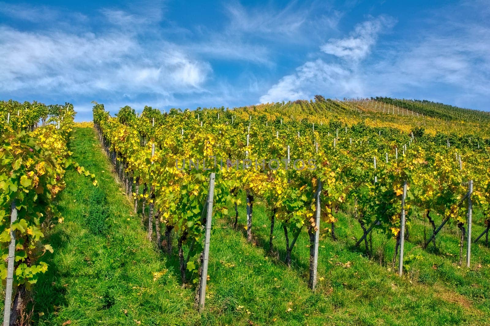 Vineyard Rows Wine Outdoors Daytime Changing Seasons Fall Autumn Leaves Colorful Farming Agriculture Warm Colors Green