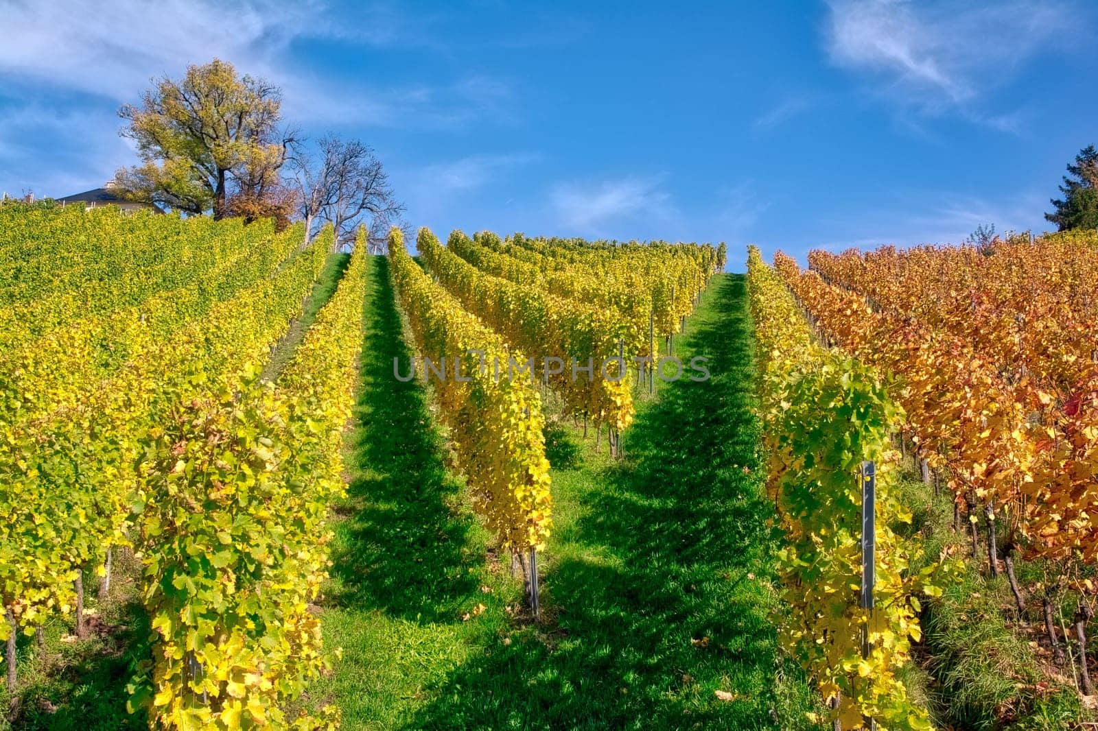 Vineyard Rows Wine Outdoors Daytime Changing Seasons Fall Autumn Leaves Colorful Farming Agriculture Warm Colors