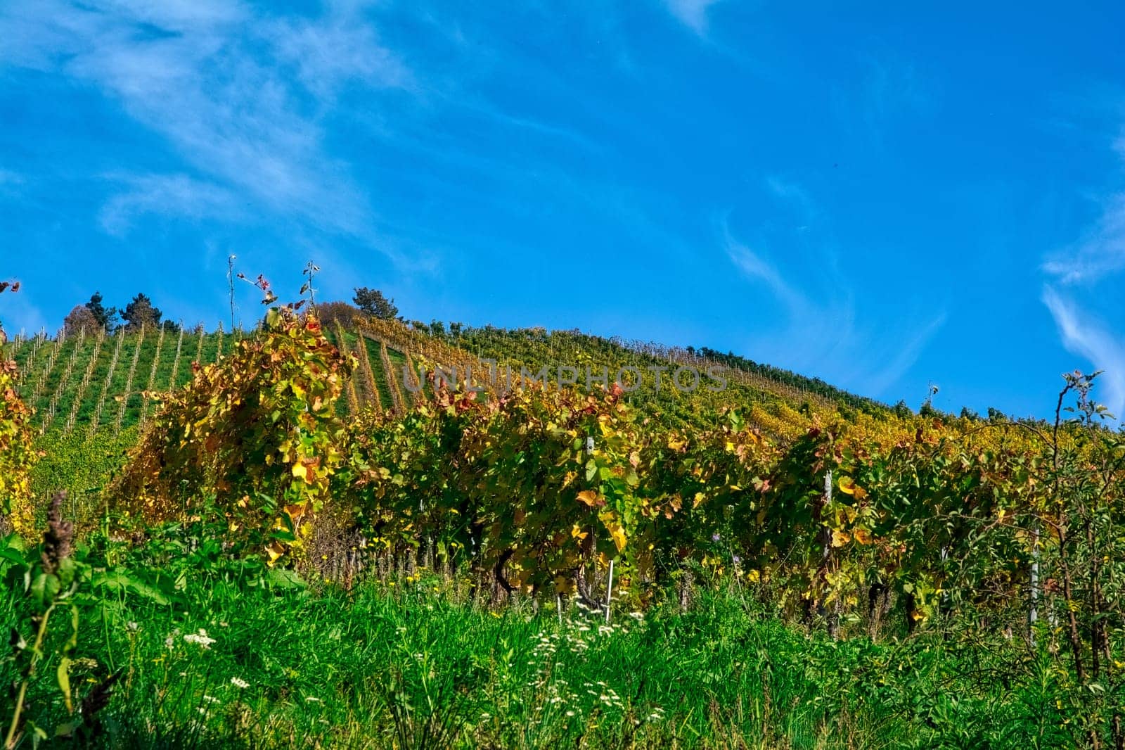 Vineyard Rows Wine Outdoors Daytime Changing Seasons Fall Autumn Leaves Colorful Farming Agriculture Warm Colors