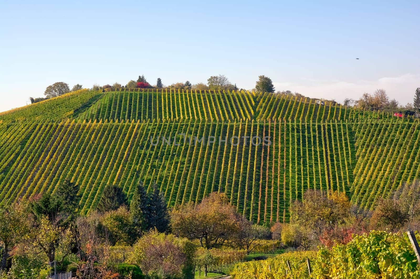 Vineyard Rows Wine Outdoors Daytime Changing Seasons Fall Autumn Leaves Colorful Farming Agriculture Warm Colors
