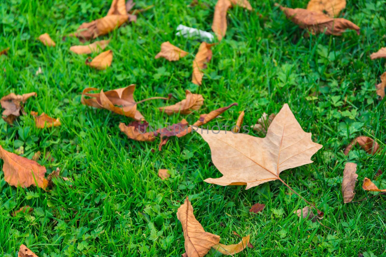 Vibrant Green Grass Under Fall Maple Leaves Ground Autumn Season Color Changing Detail