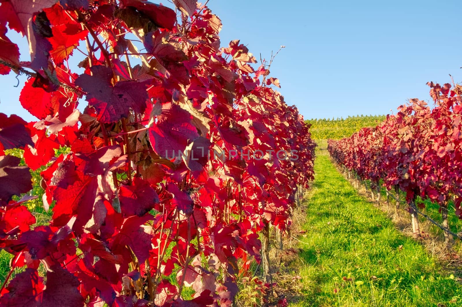 Vineyard Rows Wine Outdoors Daytime Changing Seasons Fall Autumn Leaves Colorful Farming Agriculture Warm Colors Bright Red