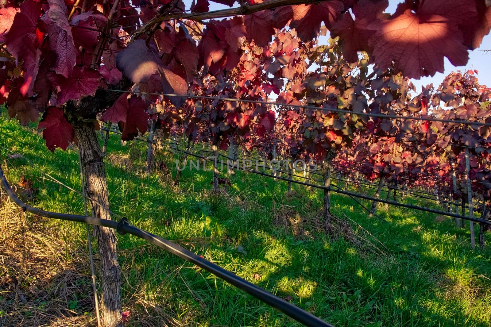 Vineyard Rows Wine Outdoors Daytime Changing Seasons Fall Autumn Leaves Colorful Farming Agriculture Warm Colors Bright Red